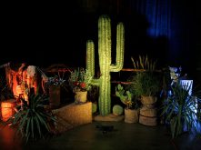 Cactus Decor