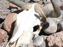Western Steer Skull